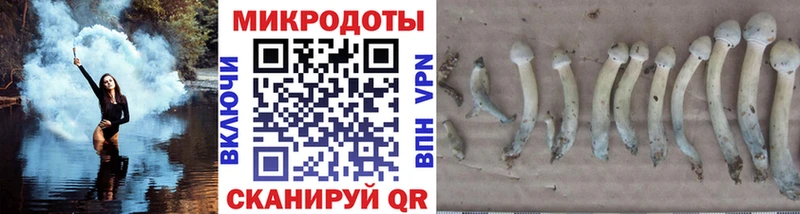 Галлюциногенные грибы Psilocybe Калининск